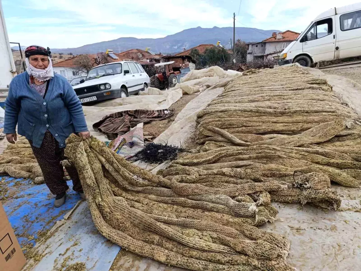 Selendi'de tütünde hasat bitti, kolileme mesaisi başladı