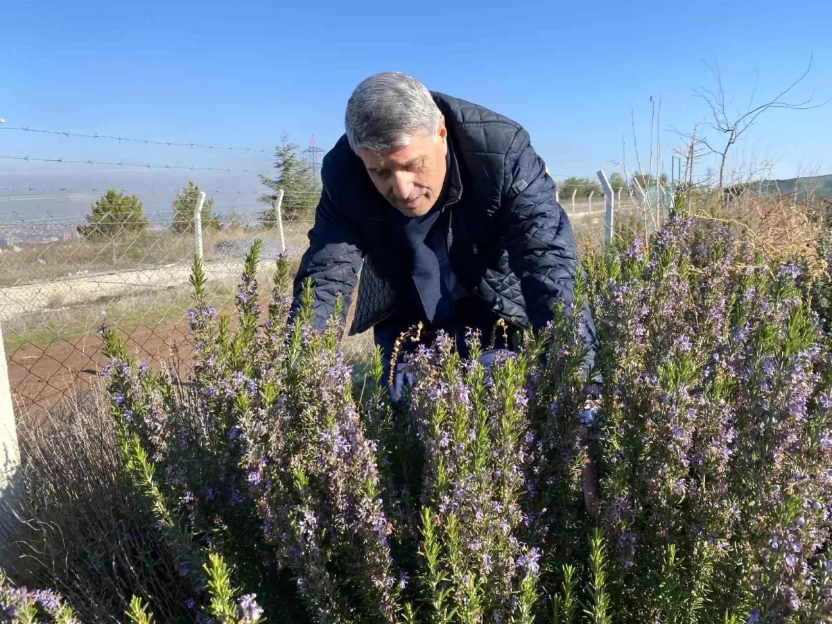 Yapılan 10 yıllık çalışma sonucunda artık Eskişehir'de biberiye üretilebiliyor