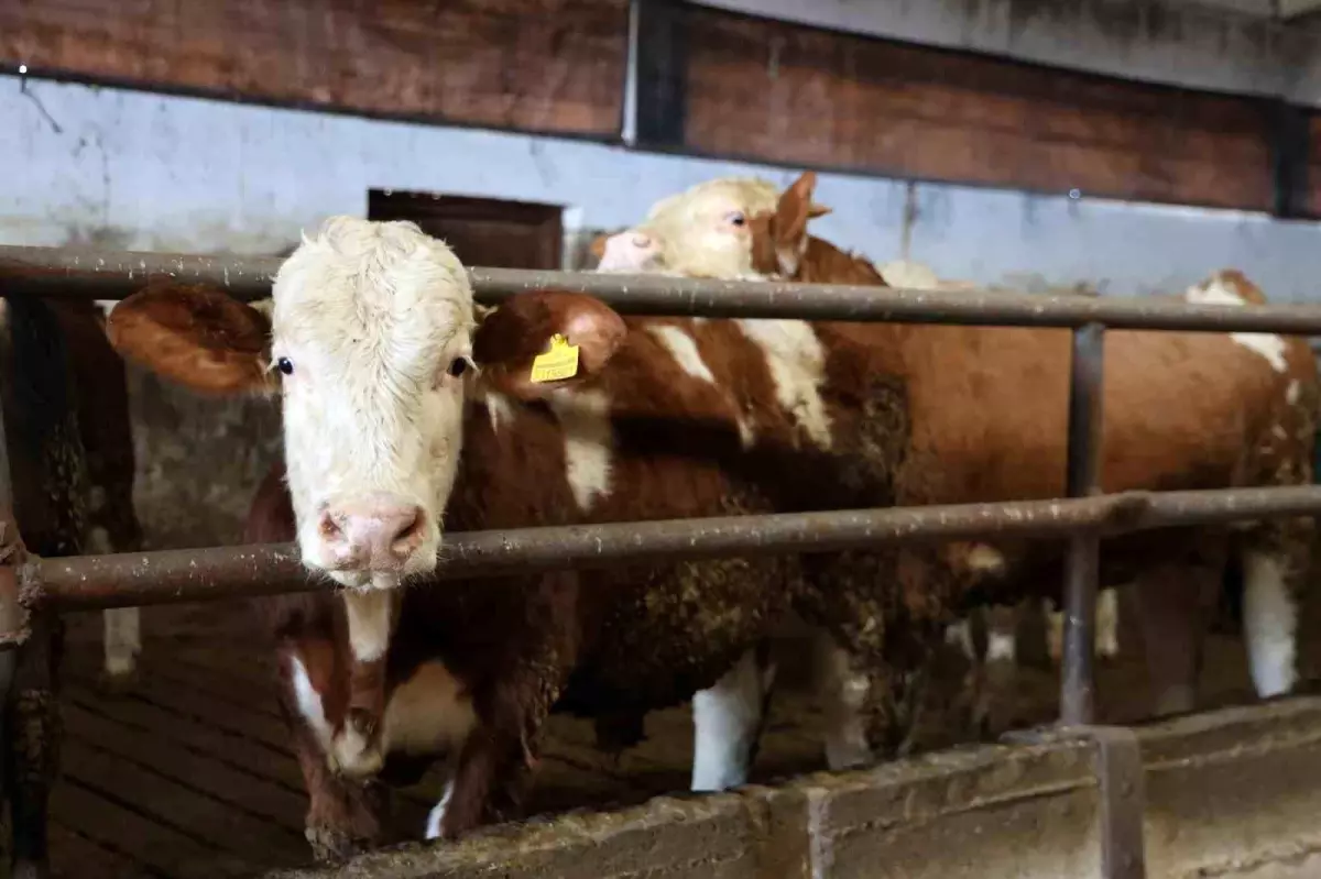 Yüzde 60 hibe aldığı destekle 300 hayvanlık çiftlik kurdu