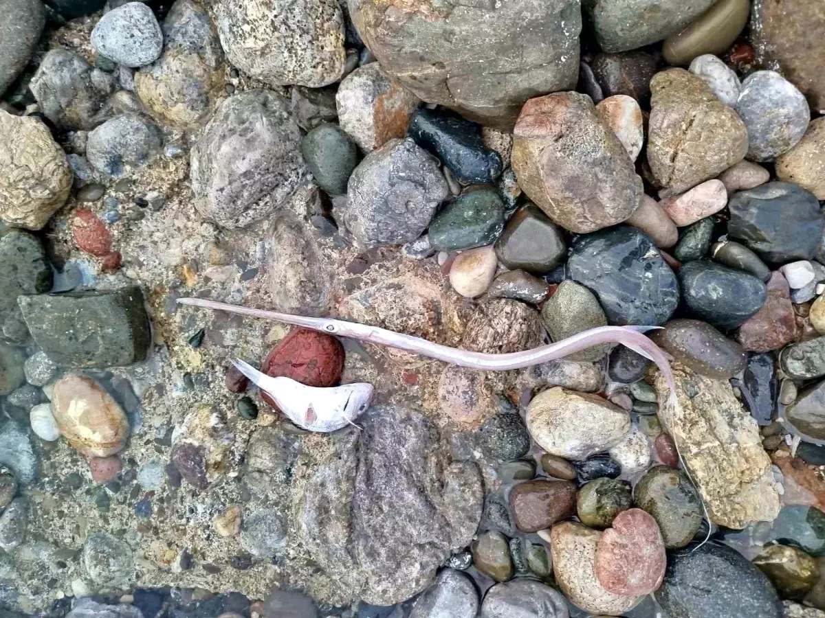 Datça'da sahilde görülen balık ölümlerinde tehlikeli bir bulguya rastlanmadı