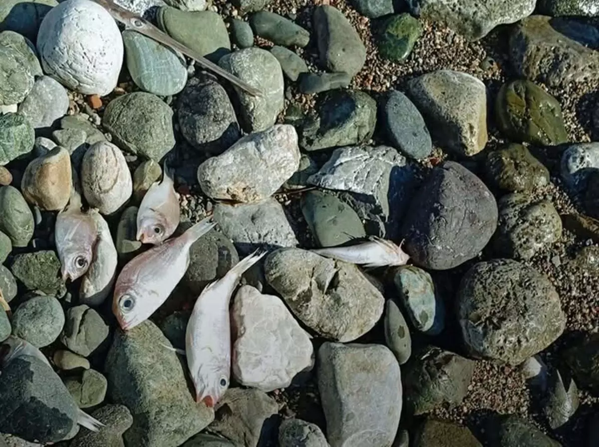 Datça'daki sahile vuran balıkların ölüm nedeni kirlilik değilmiş