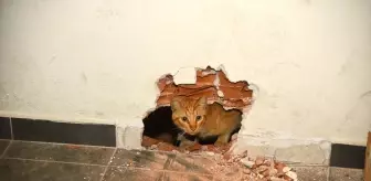 Giresun'da okulun havalandırma boşluğunda mahsur kalan kedi kurtarıldı