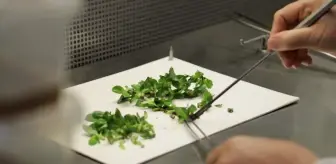 SATSO heyeti doku kültürü laboratuvarlarını basın mensuplarına tanıttı