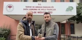 Adana'da yaralı bulunan kerkenez tedaviye alındı