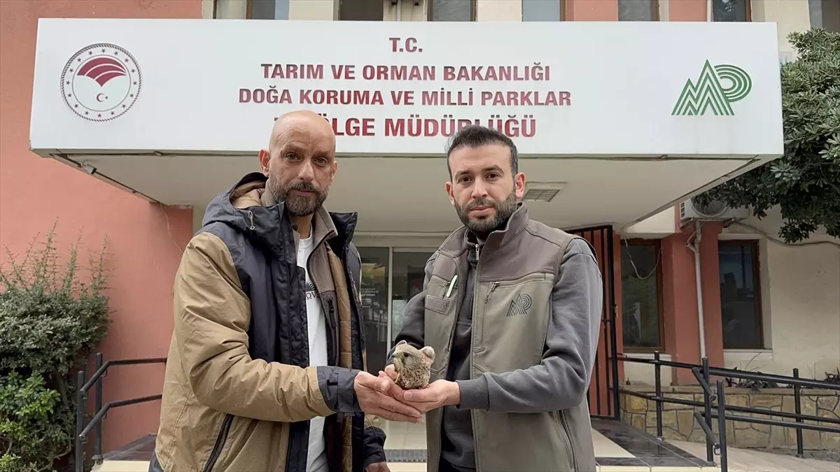 Adana'da yaralı bulunan kerkenez tedaviye alındı