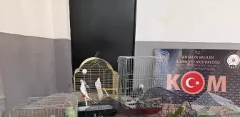 Antalya'da kaçakçılık ve organize suçlarla mücadele sürüyor