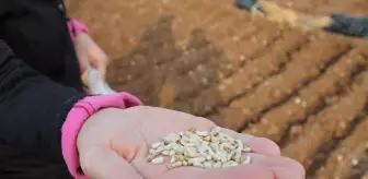 Batman'da deneme amaçlı aspir bitkisinin ekimi yapıldı