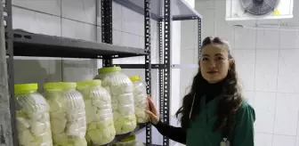 Devlet desteğiyle besiciliğe başlayan veteriner, babasının emanetine de sahip çıkıyor