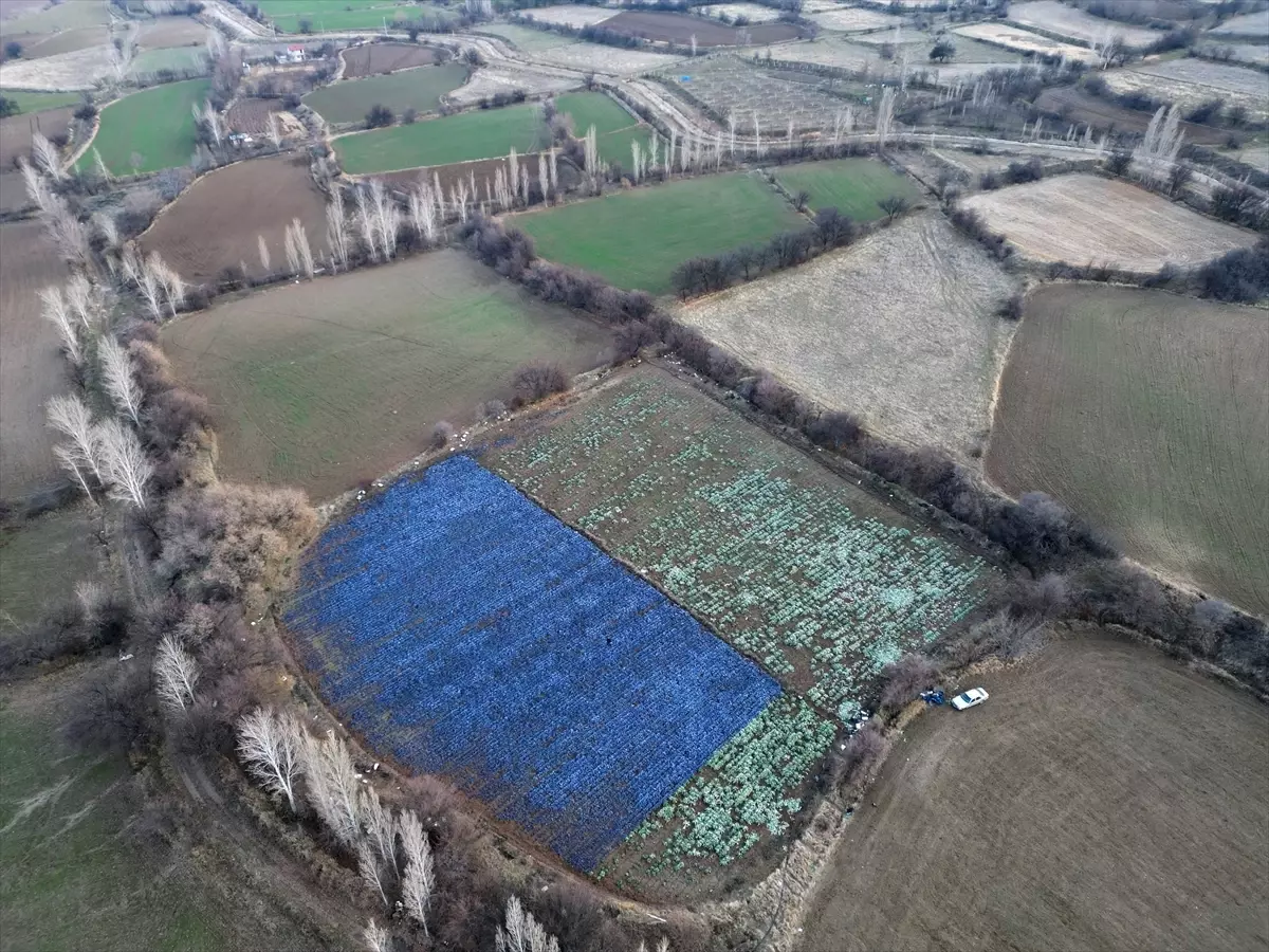Erzincan'da mikroklima avantajıyla kış mevsiminde de açık alanda sebze yetiştiriliyor