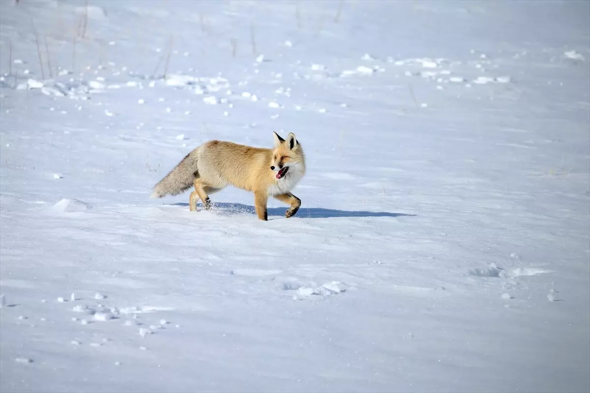 Kars'ta kızıl tilkiler karla kaplı arazide görüntülendi