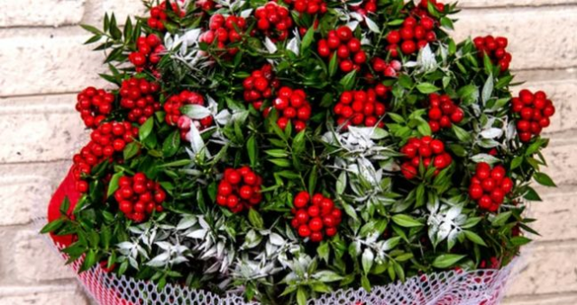 Kokina çiçeği suya konur mu? Kokina çiçeği solar mı, ömrü ne kadar?