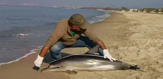 Kuşadası'nda ölü yunus sahile vurdu