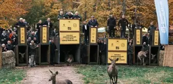 Nesli tehlike altındaki kızıl geyikler İstanbul'da koruma altında çoğaltılıyor
