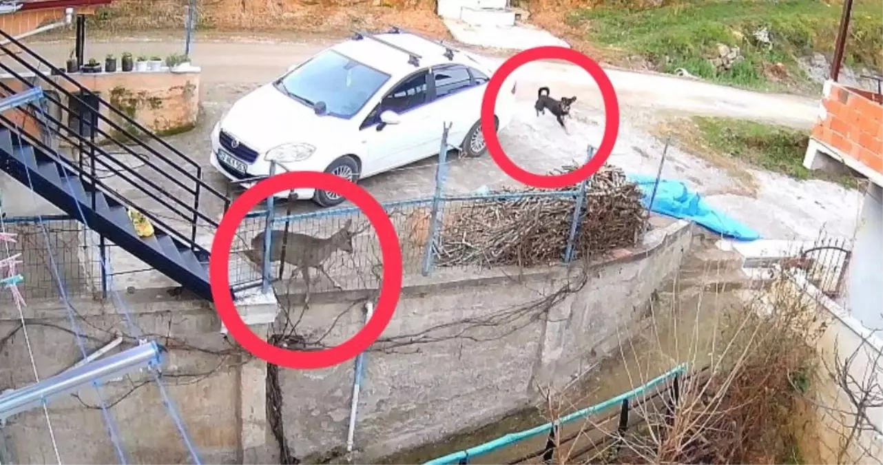 Ordu'da sokak köpeklerinin saldırdığı karaca öldü