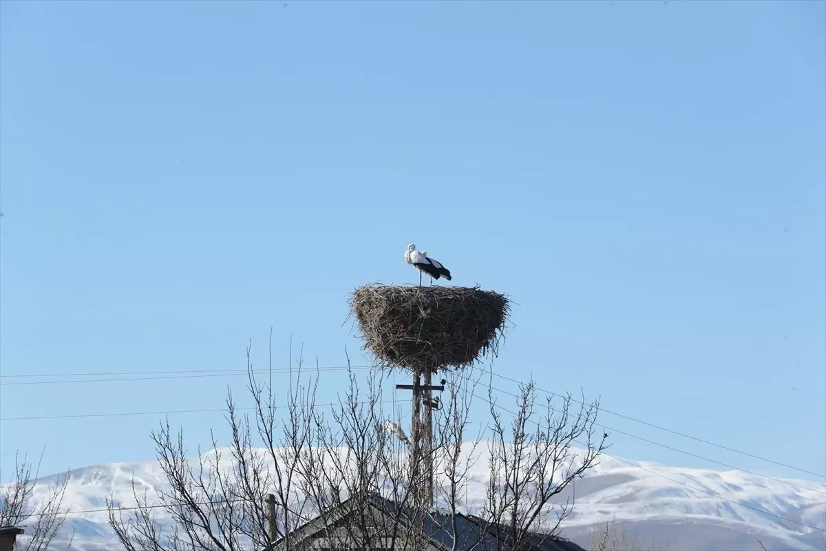 Binkoç köyünün göç etmeyen leylekleri bu kışı da yuvalarında geçirecek