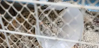 Burdur'da yaralı halde bulunan vaşak, tedavi altına alındı