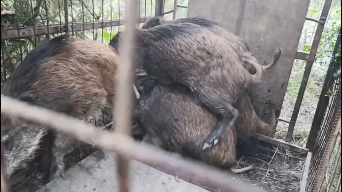 Çatalca'da kaçak avcıların kurduğu domuz tuzakları bulundu
