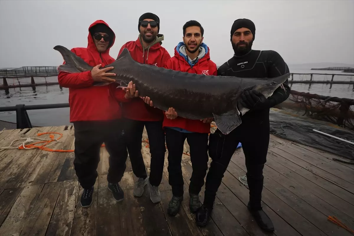 Elazığ'daki tesis mersin balığı yetiştiriciliğiyle havyarda üretim üssü olmak için çalışıyor