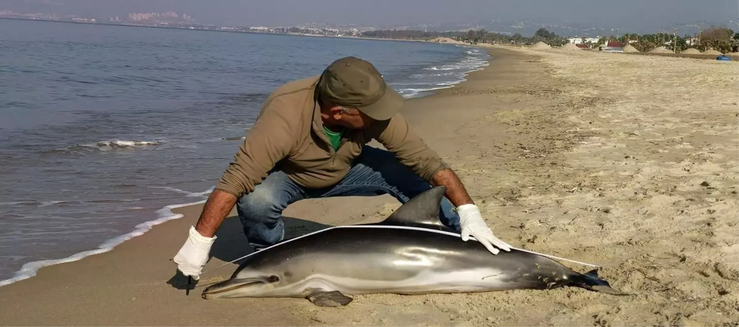 Kuşadası'nda yunus balığı karaya vurdu