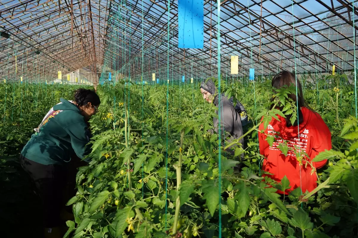 Üniversiteden sofraya