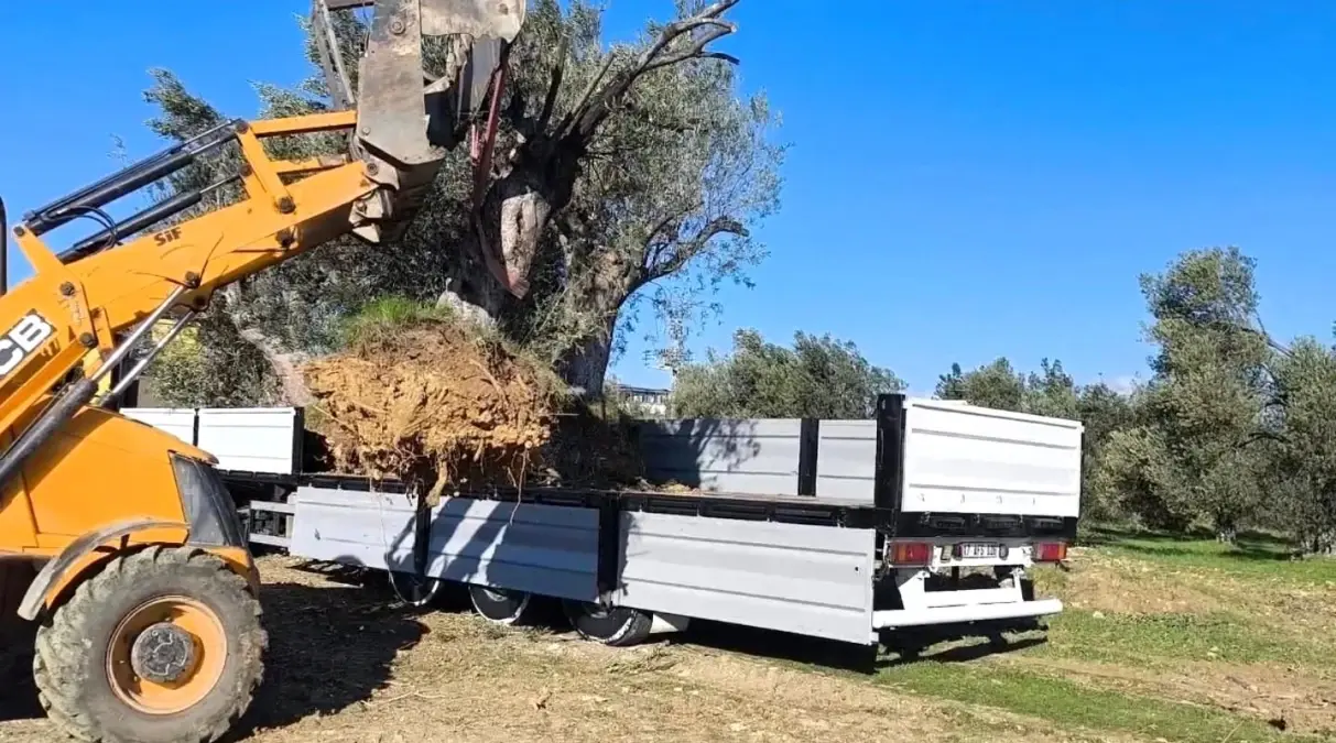 Zeytin ağacı taşıyacaklara önemli uyarı: 'İzinsiz işleme ceza var'