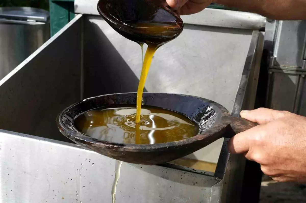 Zeytinyağında dededen kalma 'taş baskı' yöntemini yaşatıyor