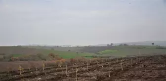 Balıkesir'de orman köylüsüne badem fidanı desteği veriliyor