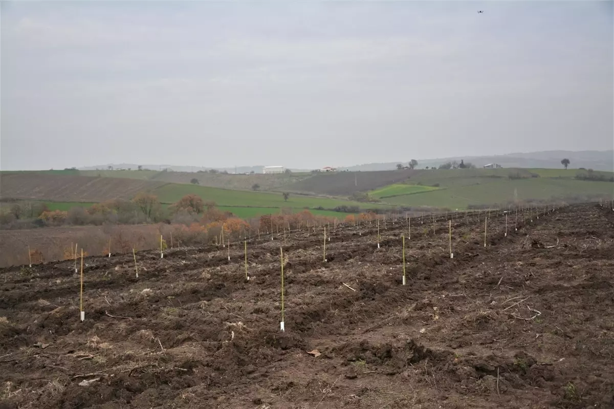 Balıkesir'de orman köylüsüne badem fidanı desteği veriliyor