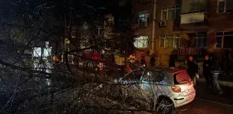 Edirne'de seyir halindeki otomobilin üzerine ağaç devrildi