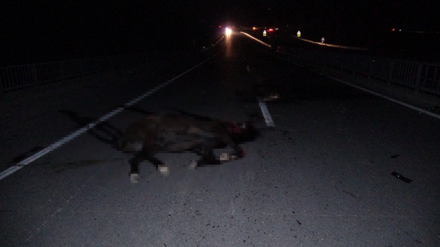 malatya da feci olay milyonluk taylar 19392455 5309 m