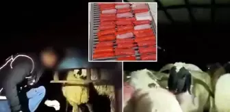 Şeytani plan! Kilolarca uyuşturucuyu hayvanların karın boşluklarına yerleştirmişler