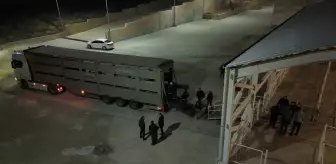 Siirt'te hayvanların karın boşluklarına uyuşturucu gizleyen 2 şüpheli gözaltına alındı