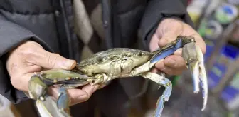 Sinop'ta balıkçıların ağına mavi yengeç takıldı
