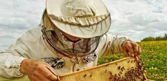 Türk Çam Balı Coğrafi İşaret Tesciliyle Küresel Pazara Açılıyor