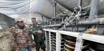 Van'daki tesislerde alabalık sağımına başlandı