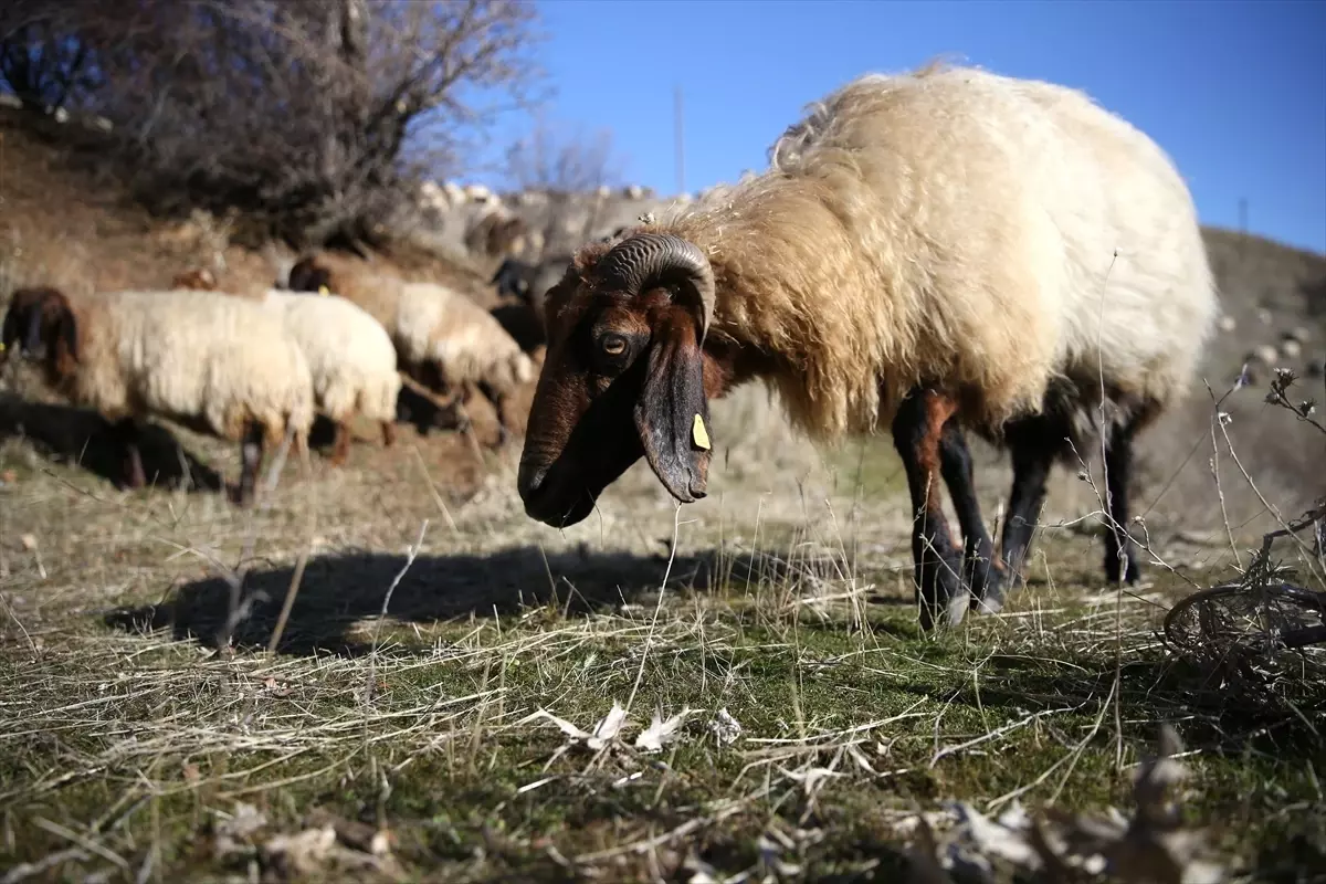 Bitlisli besiciler kar yağmayınca hayvanlarını merada otlatarak yemden tasarruf ediyor