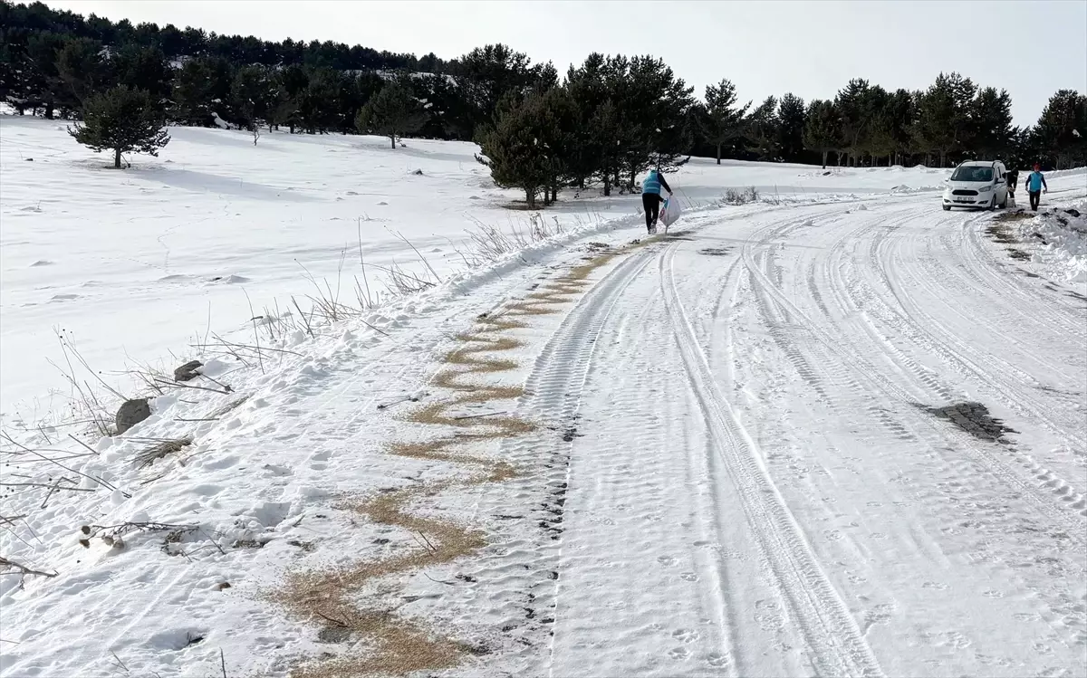 Kars'ta yaban hayvanları için karla kaplı doğaya yiyecek bırakıldı