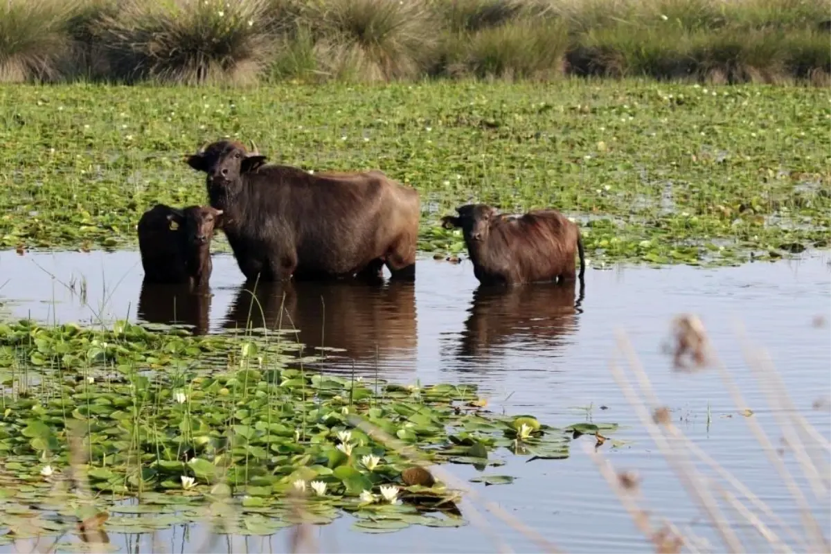 Kızılırmak Deltası'nda manda yetiştiriciliği markalaşarak geleceğe taşınıyor