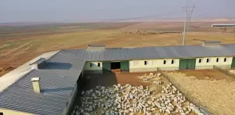 Türkiye'nin dev işletmesinde 60 bin kuzu dünyaya geldi
