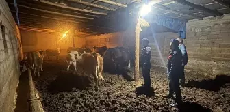 Yozgat'ta kaybolan büyükbaş hayvanlar jandarma tarafından bulundu