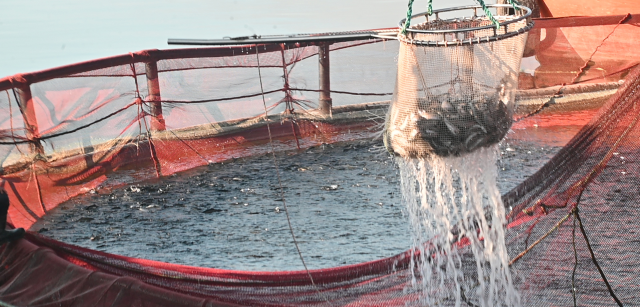 Produced in a landlocked province and sold to Russia and Japan