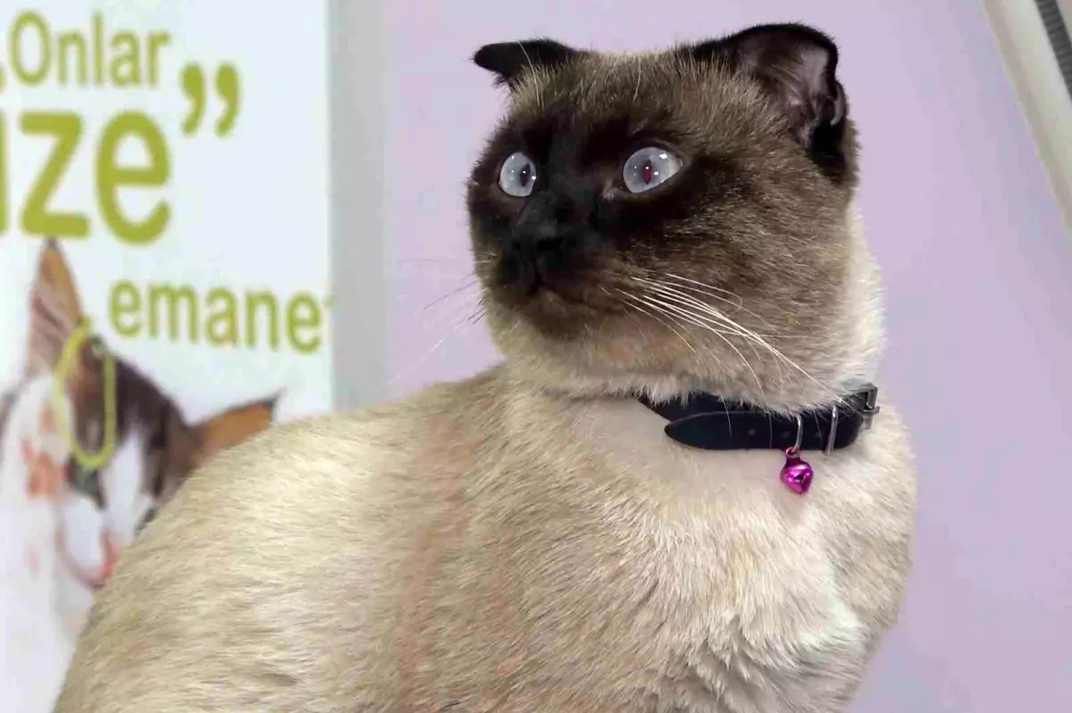 Evcil hayvan sahiplerine 'mikroçip' uyarısı: Son gün 31 Aralık, taktırmayana ceza