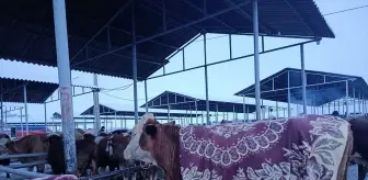 Sivas'ta besiciler pazara getirdikleri hayvanlarını battaniyelerle soğuktan koruyor