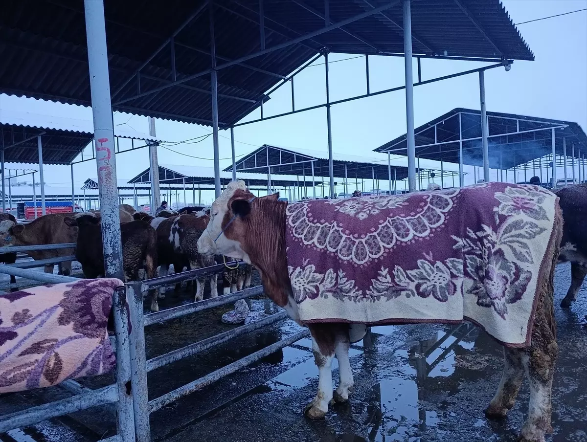 Sivas'ta besiciler pazara getirdikleri hayvanlarını battaniyelerle soğuktan koruyor