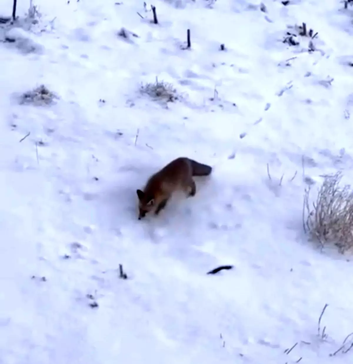Soğuk hava tilkileri Diyadin merkezine indirdi