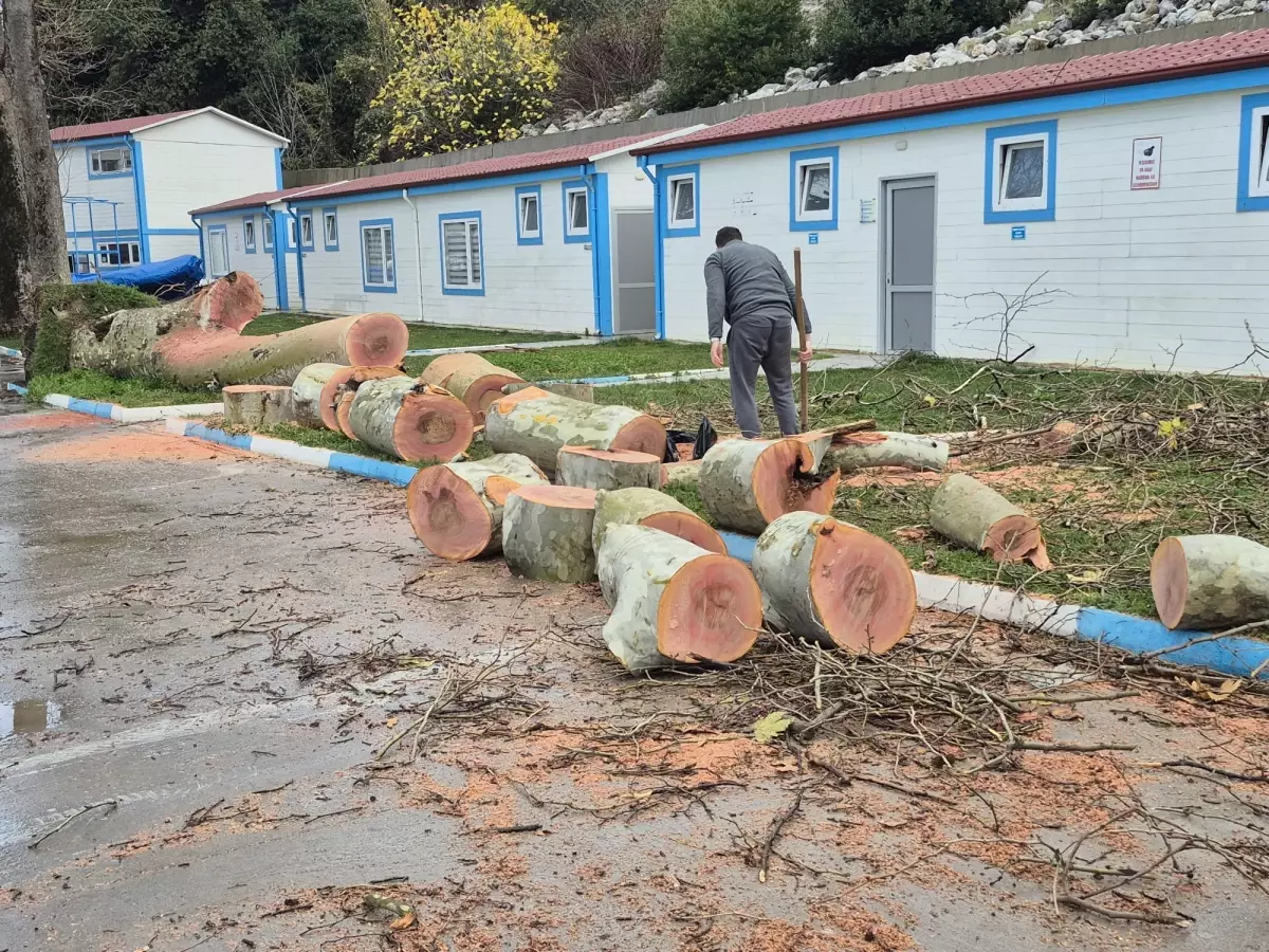 Zonguldak'ta kuvvetli rüzgar; 90 yaşındaki çınar ağacı devrildi