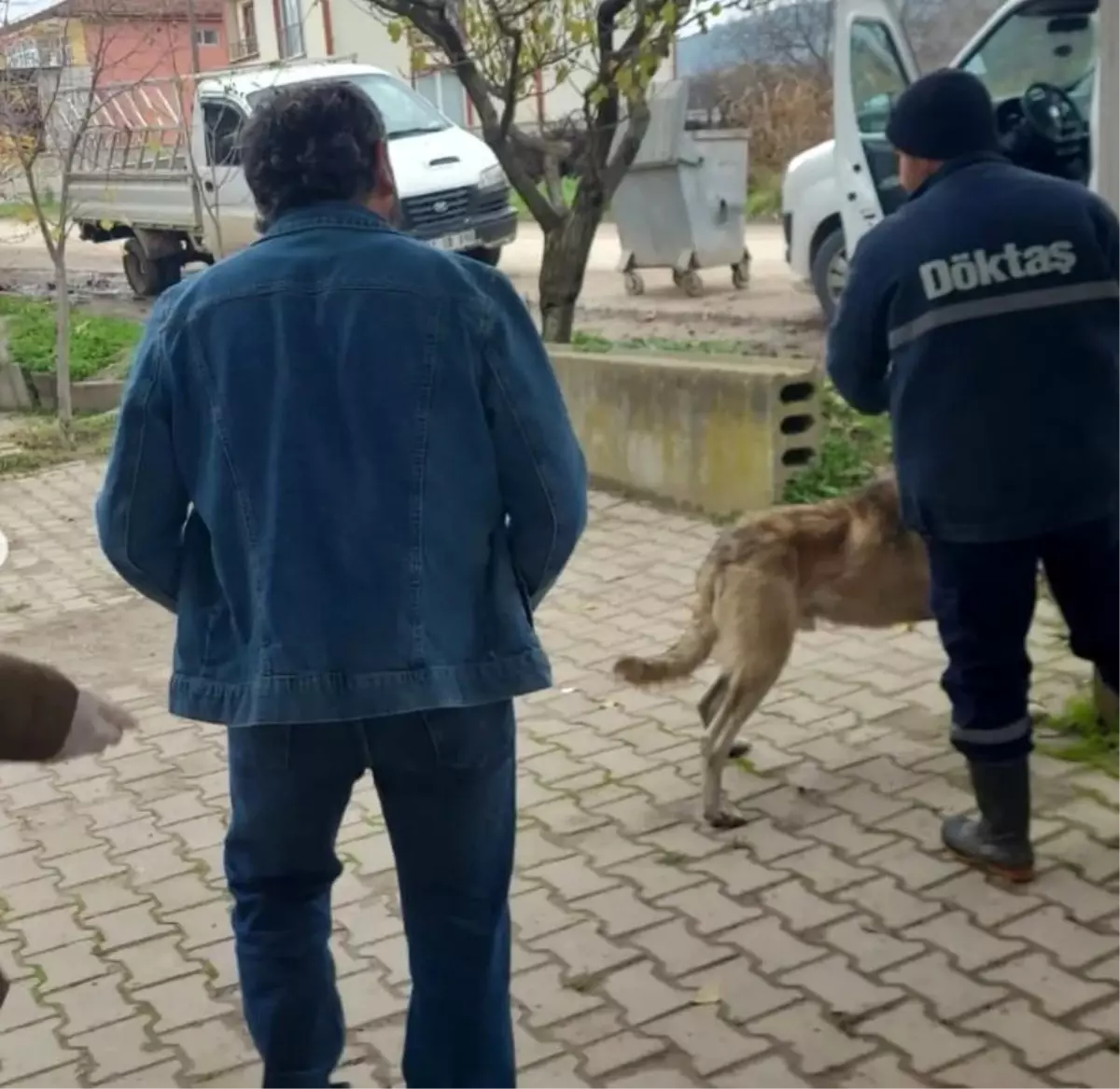 Bilecik'te evcil hayvanlar kayıt altına alınıyor