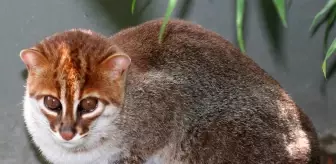 Nesli tükendi sanılan kedi türü 30 yıl sonra ortaya çıktı