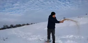Sivas'ta yaban hayvanları için doğaya yem bırakıldı