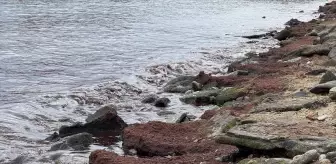 Tekirdağ'da poyraz nedeniyle sahilin bir kısmında kırmızı yosun birikti